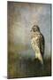 On the Fence Red Shouldered Hawk-Jai Johnson-Mounted Giclee Print