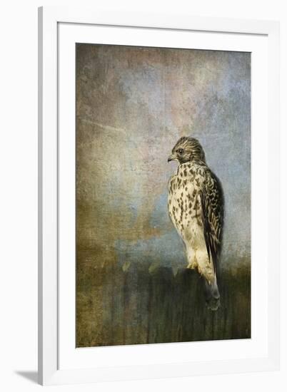 On the Fence Red Shouldered Hawk-Jai Johnson-Framed Giclee Print