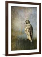 On the Fence Red Shouldered Hawk-Jai Johnson-Framed Giclee Print