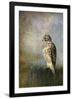 On the Fence Red Shouldered Hawk-Jai Johnson-Framed Giclee Print