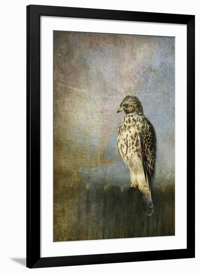 On the Fence Red Shouldered Hawk-Jai Johnson-Framed Giclee Print