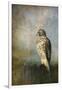 On the Fence Red Shouldered Hawk-Jai Johnson-Framed Premium Giclee Print