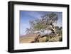 On the Flank of Mount Workamba, Tambien Region, Tigre Province, Ethiopia, Africa-Bruno Barbier-Framed Photographic Print