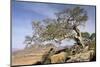 On the Flank of Mount Workamba, Tambien Region, Tigre Province, Ethiopia, Africa-Bruno Barbier-Mounted Photographic Print