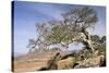 On the Flank of Mount Workamba, Tambien Region, Tigre Province, Ethiopia, Africa-Bruno Barbier-Stretched Canvas