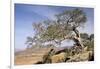 On the Flank of Mount Workamba, Tambien Region, Tigre Province, Ethiopia, Africa-Bruno Barbier-Framed Photographic Print