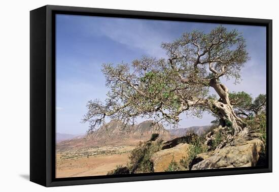 On the Flank of Mount Workamba, Tambien Region, Tigre Province, Ethiopia, Africa-Bruno Barbier-Framed Stretched Canvas