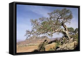 On the Flank of Mount Workamba, Tambien Region, Tigre Province, Ethiopia, Africa-Bruno Barbier-Framed Stretched Canvas