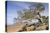 On the Flank of Mount Workamba, Tambien Region, Tigre Province, Ethiopia, Africa-Bruno Barbier-Stretched Canvas