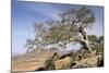 On the Flank of Mount Workamba, Tambien Region, Tigre Province, Ethiopia, Africa-Bruno Barbier-Mounted Photographic Print