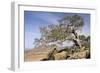 On the Flank of Mount Workamba, Tambien Region, Tigre Province, Ethiopia, Africa-Bruno Barbier-Framed Photographic Print