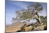 On the Flank of Mount Workamba, Tambien Region, Tigre Province, Ethiopia, Africa-Bruno Barbier-Mounted Photographic Print