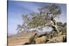 On the Flank of Mount Workamba, Tambien Region, Tigre Province, Ethiopia, Africa-Bruno Barbier-Stretched Canvas