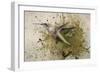 On The Fly-Jai Johnson-Framed Giclee Print