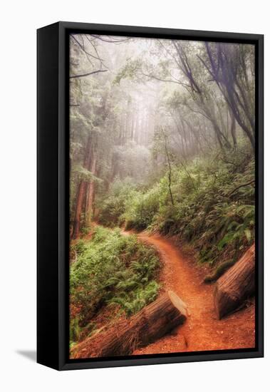 On the Misty Coast Trail at Muir Woods-Vincent James-Framed Stretched Canvas