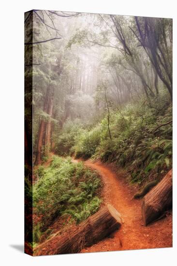On the Misty Coast Trail at Muir Woods-Vincent James-Stretched Canvas
