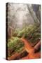 On the Misty Coast Trail at Muir Woods-Vincent James-Stretched Canvas