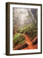 On the Misty Coast Trail at Muir Woods-Vincent James-Framed Photographic Print