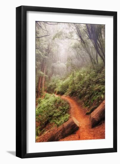 On the Misty Coast Trail at Muir Woods-Vincent James-Framed Photographic Print