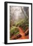 On the Misty Coast Trail at Muir Woods-Vincent James-Framed Photographic Print