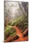 On the Misty Coast Trail at Muir Woods-Vincent James-Mounted Photographic Print