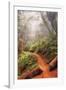 On the Misty Coast Trail at Muir Woods-Vincent James-Framed Photographic Print