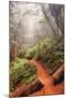 On the Misty Coast Trail at Muir Woods-Vincent James-Mounted Photographic Print