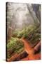 On the Misty Coast Trail at Muir Woods-Vincent James-Stretched Canvas