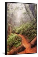On the Misty Coast Trail at Muir Woods-Vincent James-Framed Stretched Canvas