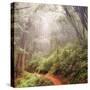 On The Misty Woods Trail-Vincent James-Stretched Canvas