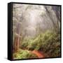 On The Misty Woods Trail-Vincent James-Framed Stretched Canvas