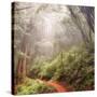 On The Misty Woods Trail-Vincent James-Stretched Canvas