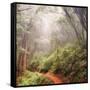 On The Misty Woods Trail-Vincent James-Framed Stretched Canvas