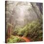 On The Misty Woods Trail-Vincent James-Stretched Canvas