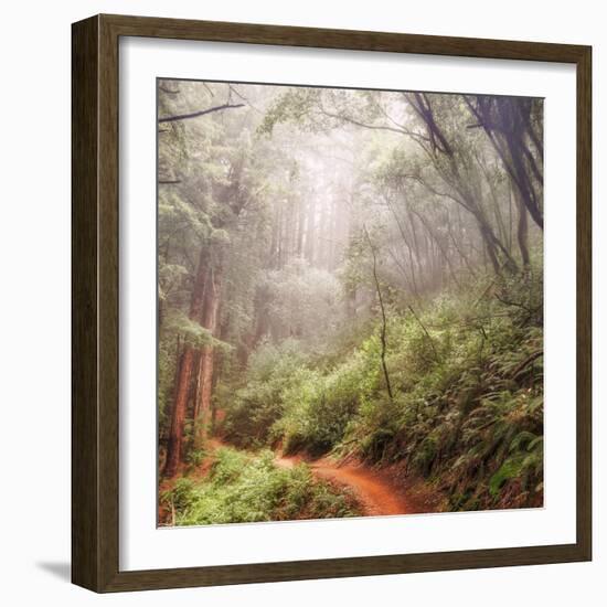 On The Misty Woods Trail-Vincent James-Framed Photographic Print