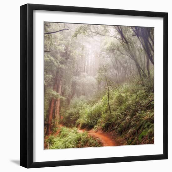 On The Misty Woods Trail-Vincent James-Framed Photographic Print