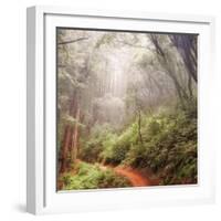 On The Misty Woods Trail-Vincent James-Framed Photographic Print