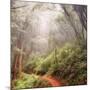 On The Misty Woods Trail-Vincent James-Mounted Photographic Print