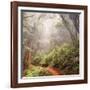 On The Misty Woods Trail-Vincent James-Framed Photographic Print