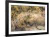 On the Move - Cape Buffalo-null-Framed Giclee Print