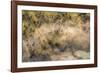 On the Move - Cape Buffalo-null-Framed Giclee Print