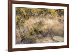 On the Move - Cape Buffalo-null-Framed Giclee Print