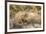 On the Move - Cape Buffalo-null-Framed Giclee Print