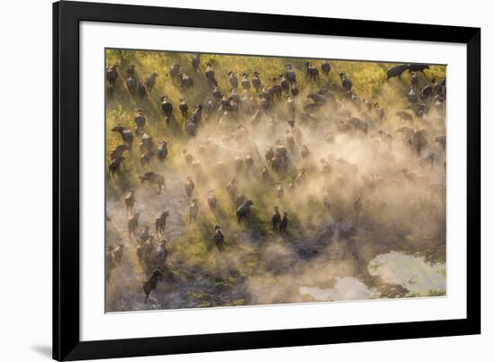 On the Move - Cape Buffalo-null-Framed Giclee Print