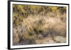 On the Move - Cape Buffalo-null-Framed Giclee Print