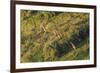 On the Move - Giraffe-null-Framed Giclee Print