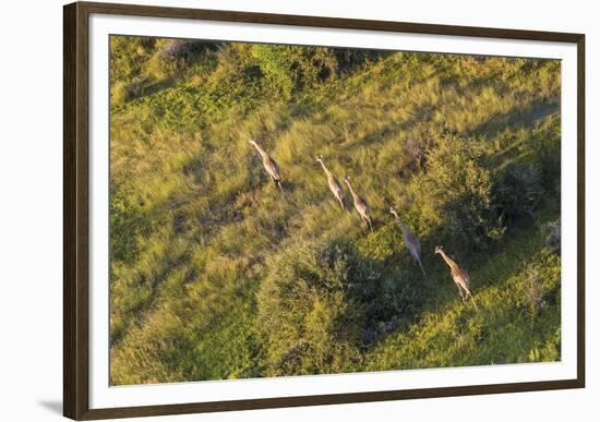 On the Move - Giraffe-null-Framed Giclee Print