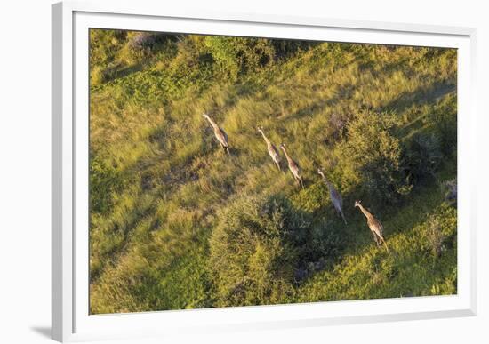 On the Move - Giraffe-null-Framed Giclee Print