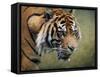 On the Prowl Bengal Tiger-Jai Johnson-Framed Stretched Canvas