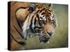 On the Prowl Bengal Tiger-Jai Johnson-Stretched Canvas